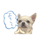 くりお君のスタンプ（個別スタンプ：19）