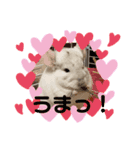 DAIHUKUKUN（個別スタンプ：1）