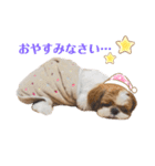 シーズーのころん（個別スタンプ：3）