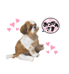 シーズーのころん（個別スタンプ：4）