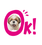 シーズーのころん（個別スタンプ：5）