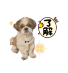 シーズーのころん（個別スタンプ：7）