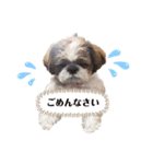 シーズーのころん（個別スタンプ：8）