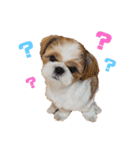 シーズーのころん（個別スタンプ：12）