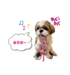 シーズーのころん（個別スタンプ：13）
