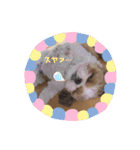 シーズーのころん（個別スタンプ：15）
