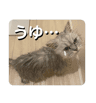 えりざべスタンプ（個別スタンプ：4）