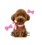 トイプードルのココまるくん（個別スタンプ：1）
