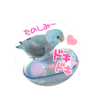 チノカフェさんちの♪あざと可愛いインコ（個別スタンプ：1）