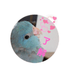 チノカフェさんちの♪あざと可愛いインコ（個別スタンプ：2）