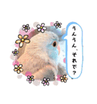 チノカフェさんちの♪あざと可愛いインコ（個別スタンプ：3）