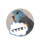 チノカフェさんちの♪あざと可愛いインコ（個別スタンプ：5）