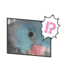 チノカフェさんちの♪あざと可愛いインコ（個別スタンプ：6）