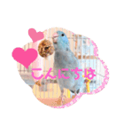 チノカフェさんちの♪あざと可愛いインコ（個別スタンプ：8）