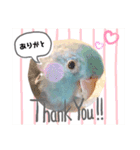 チノカフェさんちの♪あざと可愛いインコ（個別スタンプ：10）