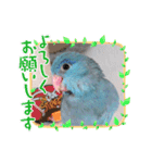 チノカフェさんちの♪あざと可愛いインコ（個別スタンプ：11）