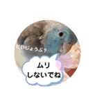 チノカフェさんちの♪あざと可愛いインコ（個別スタンプ：13）