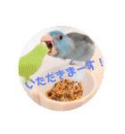 チノカフェさんちの♪あざと可愛いインコ（個別スタンプ：15）