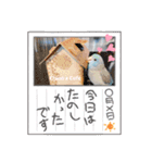 チノカフェさんちの♪あざと可愛いインコ（個別スタンプ：16）