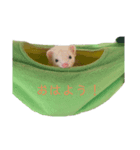しらたまフェレット（個別スタンプ：6）
