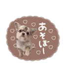 ♡ぽこ・ぴの・ぱに・ペる・ぷてちゃん（個別スタンプ：5）