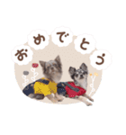 ♡ぽこ・ぴの・ぱに・ペる・ぷてちゃん（個別スタンプ：8）