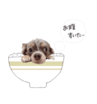 ♡ぽこ・ぴの・ぱに・ペる・ぷてちゃん（個別スタンプ：14）