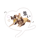 ♡ぽこ・ぴの・ぱに・ペる・ぷてちゃん（個別スタンプ：16）