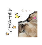 ポメチワぽんた1（個別スタンプ：14）