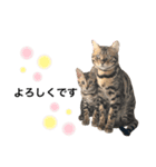 あるれおすたんぷ（個別スタンプ：24）