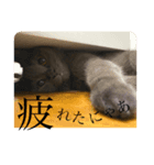 チャン 可愛い（個別スタンプ：4）