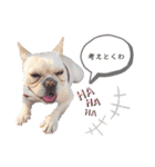 frenchie mugi #01（個別スタンプ：1）
