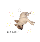 frenchie mugi #01（個別スタンプ：3）