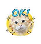 柑橘ねこ（個別スタンプ：1）