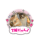 柑橘ねこ（個別スタンプ：3）