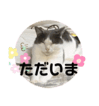 柑橘ねこ（個別スタンプ：4）