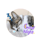 柑橘ねこ（個別スタンプ：5）
