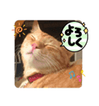 柑橘ねこ（個別スタンプ：6）