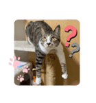 柑橘ねこ（個別スタンプ：7）