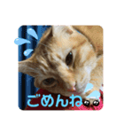 柑橘ねこ（個別スタンプ：8）