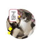 柑橘ねこ（個別スタンプ：10）