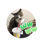 柑橘ねこ（個別スタンプ：11）
