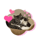 柑橘ねこ（個別スタンプ：12）