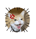 柑橘ねこ（個別スタンプ：14）
