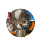 柑橘ねこ（個別スタンプ：15）