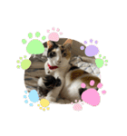柑橘ねこ（個別スタンプ：16）