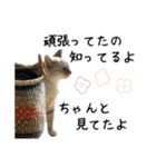 ビビカイのイチャコラスタンプ（個別スタンプ：2）