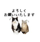 ビビカイのイチャコラスタンプ（個別スタンプ：12）