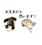 ビビカイのイチャコラスタンプ（個別スタンプ：14）