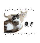 ビビカイのイチャコラスタンプ（個別スタンプ：16）